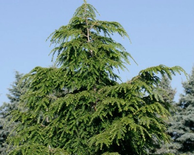 Тсуга канадская "Альбоспиката"