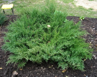 Можжевельник средний "Пфитцериана Компакта"