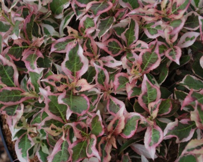 Вейгела цветущая "Monet"