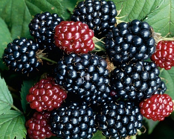 Ежевика Бесшипная "Блек Сатин"