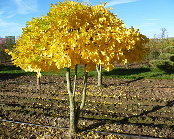 Гинго Билоба
