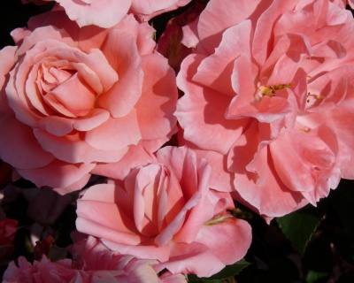 Роза Флорибунда «Кимоно» 