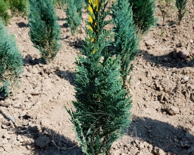 Кипарисовик Лавсона "Вайт Спот"