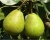 Груша "Лагодная"