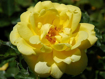 Роза Флорибунда «Оллголд» 