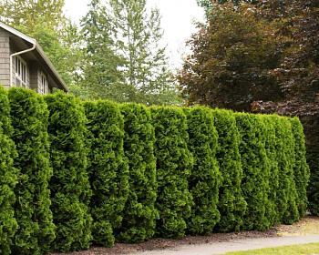 Туя западная "Колумна"