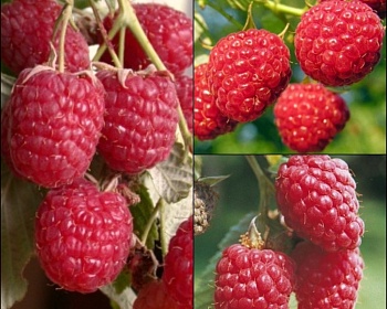 Комплект саженцев Летней малины 