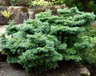 Лиственница японская "Блю Дварф"