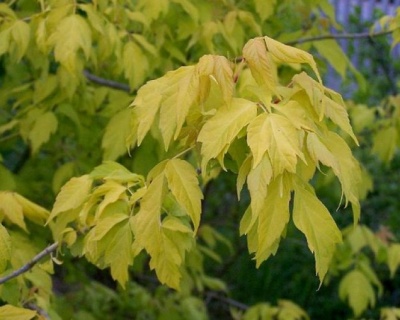 Клен ясенелистный "Одессанум"