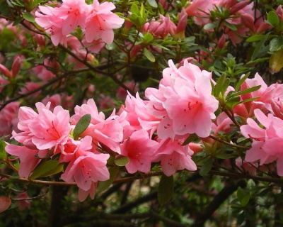 Азалия японская "Блаувс Пинк"