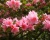 Азалия японская "Блаувс Пинк"