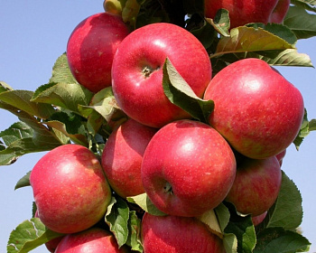 Яблоня колоновидная "Валюта"