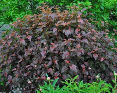 Пузыреплодник "Шух" (Schuch)