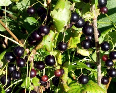 Смородина "Лентяй"