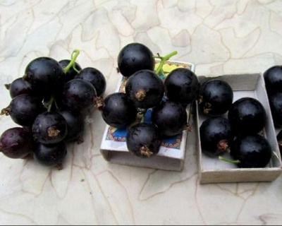 Смородина "Ядреная"