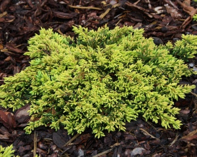 Можжевельник обыкновенный "Голдшатц"