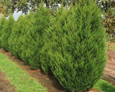 Можжевельник Китайский "Спартан"