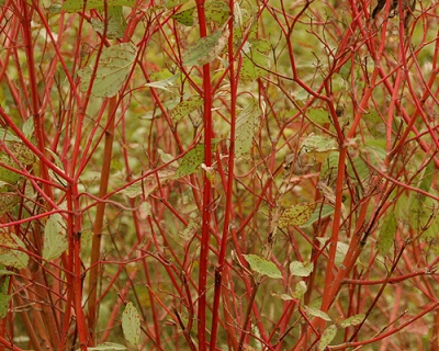 Дерен отпрысковый "Кардинал" (Cardinal)