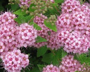 Спирея японская "Литл принцесс"