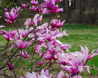 Магнолия "Бетти"