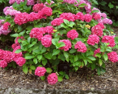 Гортензия крупнолистная "Альпенглюхен" (Alpengluhen)