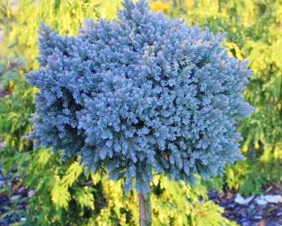 Можжевельник чешуйчатый "Блю Стар" (штамбовая форма)