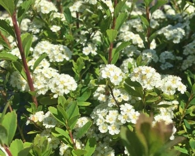 Спирея ниппонская «Сноумаунд»