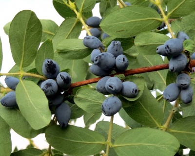 Жимолость "Нижегородская"