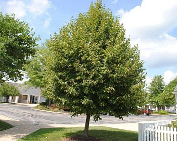 Липа мелколистная "Грин Спаер"