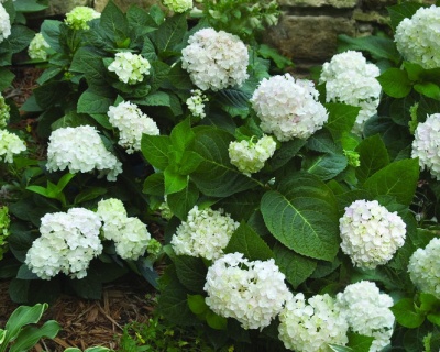 Гортензия крупнолистная "Блашинг Брайд" (Blushing Bride)