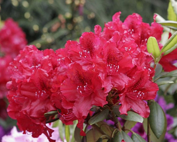 Рододендрон "Эрато"