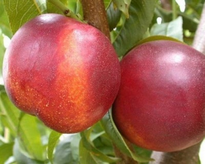 Нектарин "Скиф"