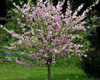 Миндаль трехлопастный (штамбовая форма)