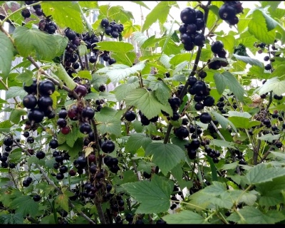 Смородина "Добрыня"