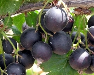 Йошта "Моро" (гибрид крыжовника и смородины)