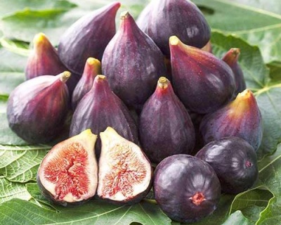 Инжир "Финиковый"