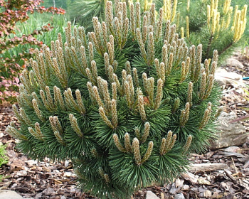 Сосна горная "Хампи"