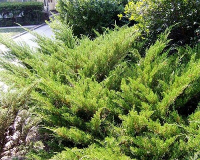 Можжевельник казацкий "Мас"