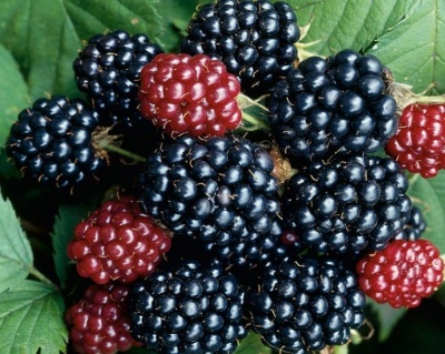 Ежевика Бесшипная "Блек Сатин"