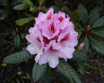 Рододендрон "Диадем"