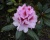 Рододендрон "Диадем"