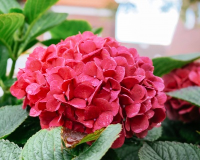 Гортензия крупнолистная "Сибилла" (Sibilla)