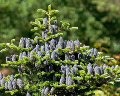 Пихта корейская