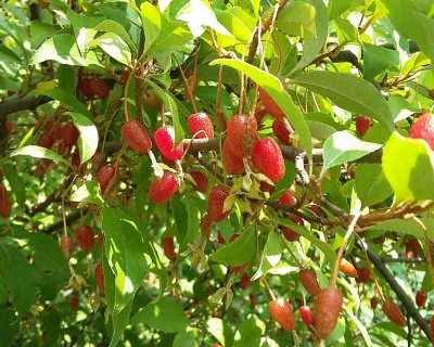 Гуми "Монерон"