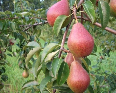 Груша колоновидная "Г-1"