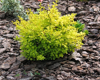 Барбарис Тунберга "Aurea"