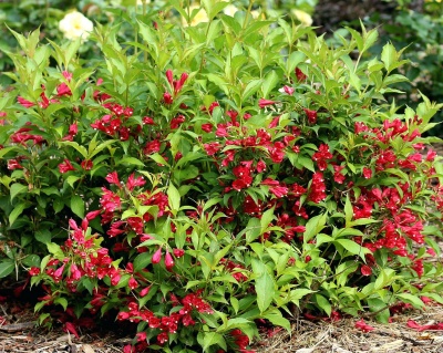 Вейгела гибридная "Bristol Ruby"