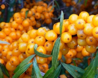 Облепиха "Золотой початок" (двудомная)