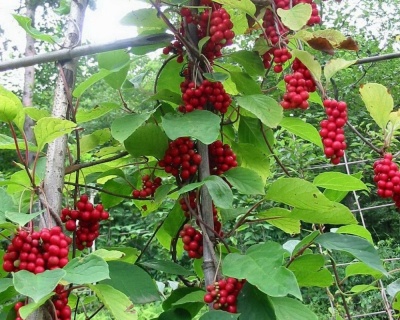 Китайский лимонник "Садовый-1"