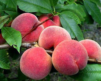 Персик "Лойко-2"